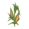 Sweet corn plant. Field maize stalk with leaf and grains. Vegetable crop in detailed retro style. Realistic vintage