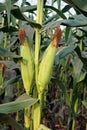 sweet corn production field at harvest time, corn cob Royalty Free Stock Photo