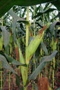 sweet corn production field at harvest time, corn cob Royalty Free Stock Photo