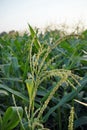 sweet corn production field at harvest time Royalty Free Stock Photo