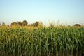 sweet corn production field at harvest time Royalty Free Stock Photo