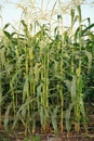 sweet corn production field at harvest time Royalty Free Stock Photo