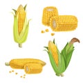 Sweet corn set. Cartoon style. Corn cobs, cuts of corn and seeds. Golden maize collection. Vector illustrations Royalty Free Stock Photo