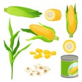 Sweet corn set, fresh corncobs, popcorn, canned corn vector Illustrations on a white background Royalty Free Stock Photo