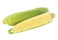 Sweet corn with shell on white background. Corn cobs