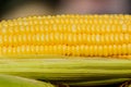 Sweet corn with some ears partially husked. Royalty Free Stock Photo