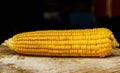 Sweet corn with some ears partially husked. Royalty Free Stock Photo