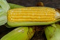 Sweet corn with some ears partially husked. Royalty Free Stock Photo