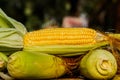 Sweet corn with some ears partially husked. Royalty Free Stock Photo