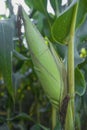 Sweet corn on tree in the cornfield at countryside Royalty Free Stock Photo