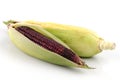 Sweet corn (Zea mays L.) and Maiz morado (flour corn, Zea mays amylacea) Royalty Free Stock Photo