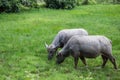 Sweet couple of Buffalo in grass field