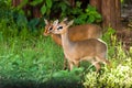 Sweet couple. Kirk`s dik-dik  is a small antelope native to Eastern Afric on a green background, sunset light Royalty Free Stock Photo