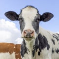 Sweet cow head, face black and white gentle looking, pink nose, medium shot in front view of a blue sky Royalty Free Stock Photo