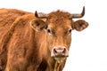 Sweet cow portrait Royalty Free Stock Photo