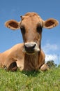 Sweet cow resting Royalty Free Stock Photo