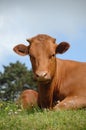Sweet cow resting on green grass Royalty Free Stock Photo