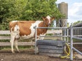 Sweet cow is standing next to the water trough on the farm on a summer day Royalty Free Stock Photo