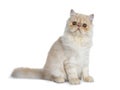 Sweet cream smoke Persian cat kitten,Isolated on white. Royalty Free Stock Photo