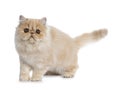 Sweet cream smoke Persian cat kitten,Isolated on white. Royalty Free Stock Photo