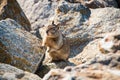 Sweet curious california ground squirrel, animal in california Royalty Free Stock Photo