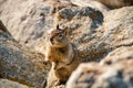 Sweet curious california ground squirrel, animal in california Royalty Free Stock Photo