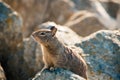 Sweet curious california ground squirrel, animal in california Royalty Free Stock Photo