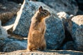 sweet curious california ground squirrel standing upright, animal in california Royalty Free Stock Photo