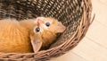 Sweet curious ginger tabby kitten lying in a wicker basket. Domestic cat. Felis silvestris catus