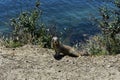 Very Cute Curious Squirrel At the Beach Royalty Free Stock Photo