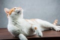 Sweet cute cat in home Royalty Free Stock Photo