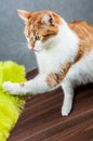 Sweet cute cat in home Royalty Free Stock Photo