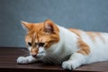 Sweet cute cat in home Royalty Free Stock Photo