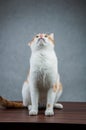 Sweet cute cat in home Royalty Free Stock Photo