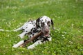 Sweet cute dalmatian dog puppy lying on the meadow and chewing on a branch stick.4 month old dog chewing in the grass on Royalty Free Stock Photo