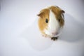 Sweet, cute guinea pig in close view, closeup shot. Brown, white, curious  pet, guinea pig, white background Royalty Free Stock Photo