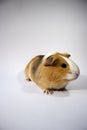 Sweet, cute guinea pig in close view, closeup shot. Brown, white, curious  pet, guinea pig, white background Royalty Free Stock Photo