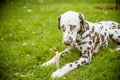 Sweet cute labrador dog puppy lying on a green meadow and chewing on a branch stick.Dalmatian walking outdoor. Cute dog Royalty Free Stock Photo