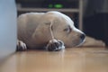 Sweet cute Labrador puppy dog sleeping on the couch in his bed Royalty Free Stock Photo