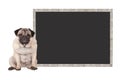 Sweet Cute Pug Puppy Dog Sitting Down Next To Blank Blackboard Sign, Isolated On White Background