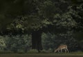 Deer under a tree