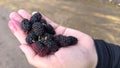 Sweet and delicious wildberry fruits