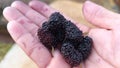 Sweet and delicious wildberry fruits