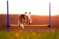 Sweet dog with a ball jumping over a hurdles, agilty and training at the dawn