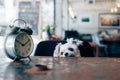 Sweet dog look something in coffee shop with clock