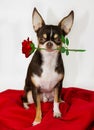 Sweet dog with Red rose. Royalty Free Stock Photo