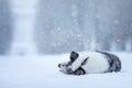 Sweet dog in the snow in winter. Portrait of a Border Collie in nature park Royalty Free Stock Photo