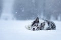 Sweet dog in the snow in winter. Portrait of a Border Collie in nature park Royalty Free Stock Photo