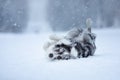 Sweet dog in the snow in winter. Portrait of a Border Collie in nature park Royalty Free Stock Photo