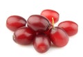 Sweet dogberry Royalty Free Stock Photo